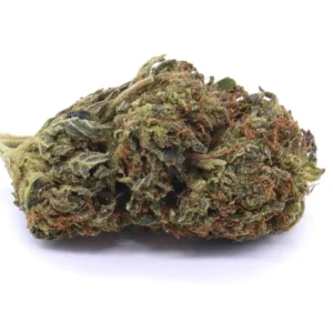 Black Cherry Soda Hybrid Weed